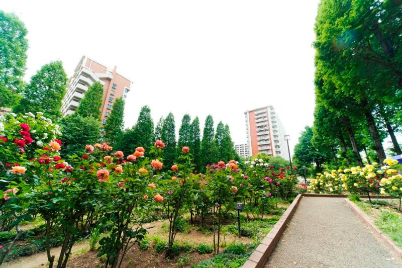 光が丘パークタウン いちょう通り八番街 