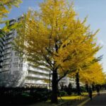 光が丘パークタウンプロムナード十番街