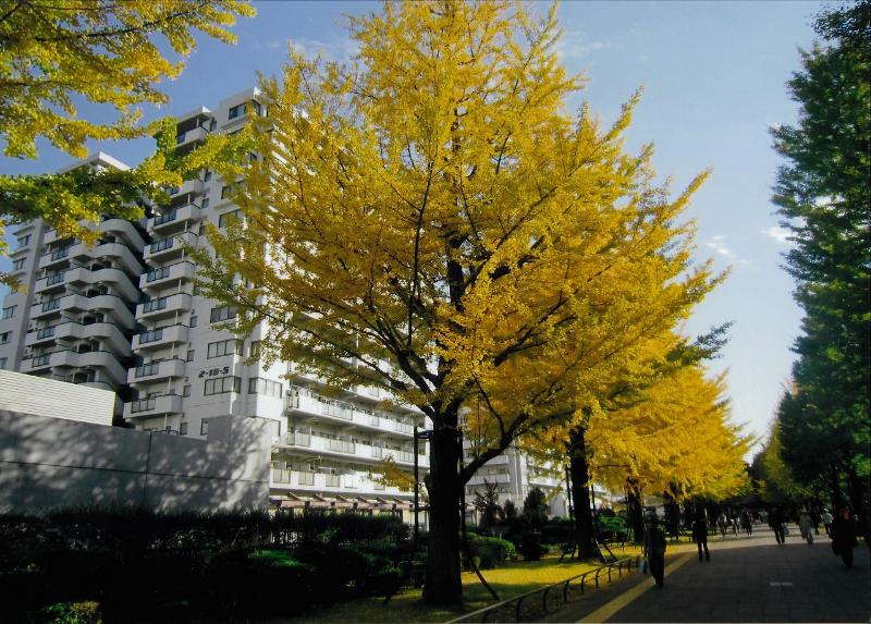 光が丘パークタウンプロムナード十番街